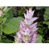 salvia sclarea