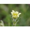 Poniklec albánsky 'Lutea' - Pulsatilla albana 'Lutea'