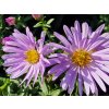 Astra krovita 'Paleček' - Aster dumosus 'Paleček'