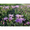 Astra krovita 'Paleček' - Aster dumosus 'Paleček'