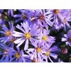 Astra krovita 'Paleček' - Aster dumosus 'Paleček'