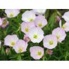 Pupalka 'Siskiyou Pink' - Oenothera speciosa 'Siskiyou Pink'