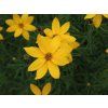 Coreopsis verticillata Grandiflora 6