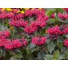 Zavinutka 'Bee Happy'- Monarda 'Bee Happy'
