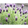 Levanduľa korunkatá 'Anouk' - Lavandula stoechas 'Anouk'
