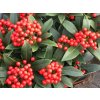 Skimia japonská 'Pabella'