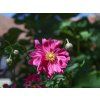 Anemone Bressingham Glow 2 jpg