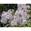 Flox metlinatý 'Creme de Menthe' - Phlox paniculata 'Creme de Menthe'