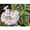 Flox metlinatý 'Creme de Menthe' - Phlox paniculata 'Creme de Menthe'