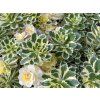 Sedum Atlantis