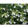 Šalvia Greggova Mirage 'White' - Salvia greggii Mirage 'White'