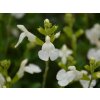 Šalvia Greggova Mirage 'White' - Salvia greggii Mirage 'White'