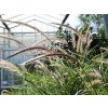 Pennisetum Sky Rocket (2)