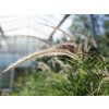 Pennisetum Sky Rocket (1)