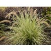 Perovec siatý 'Sky Rocket' - Pennisetum setaceum 'Sky Rocket'
