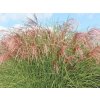 Ozdobnica čínska 'Red Cloud' - Miscanthus sinensis 'Red Cloud'