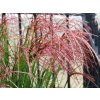 Ozdobnica čínska 'Red Cloud' - Miscanthus sinensis 'Red Cloud'