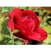 beetrose lilli marleen m005694 h 0