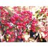 Viburnum dilatatum 'Sealing Wax' (2)