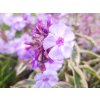 Flox 'Olympus' - Phlox paniculata 'Olympus'