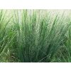 Proso prútnaté  'Northwind' - Panicum virgatum 'Northwind'