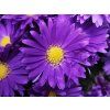 Aster Alpha Dark Purple (2)