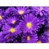 Aster Alpha Dark Purple (1)
