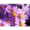 Aster Berryl (2)