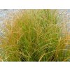 Ostrica 'Prairie Fire' - Carex testacea 'Prairie Fire'