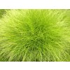 Metluška krivolaká 'AmiLime' - Deschampsia flexuosa 'AmiLime'