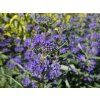 Ořechokřídlec Thetis (2)