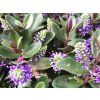 Hebe Vinoa Purple