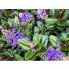 vinoa purple
