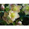Čemerica  x ericsmithii 'Early Princess' - Helleborus x ericsmithii 'Early Princess'