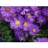 Astra krovitá 'Azurit' - Aster dumosus 'Azurit'