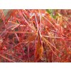 Javor dlaňovitolistý 'Red Pygmy'