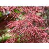 red pygmy
