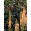eremurus cleopatra