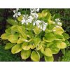 Hosta 'Maui Buttercups'