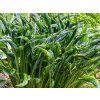 Hosta praying hands