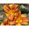 Ľaliovka EveryDaylily 'Orange'®