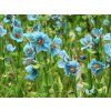 meconopsis betonicifolia 1