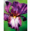 iris gemanica autumn encore