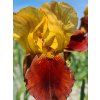 iris germanica grand chief 2