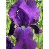 iris germanica sing of leo 1