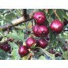Crataegus schraderiana