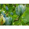 Magnólia  'Blue Baby'  Magnolia acuminata 'Blue Baby'