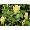 Magnolie 'Daphne' (Balení kontejner C5)