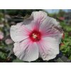 Hibiscus Dark Mystery
