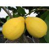 Citroník 'Adamo' (Balení kontejner C2)
